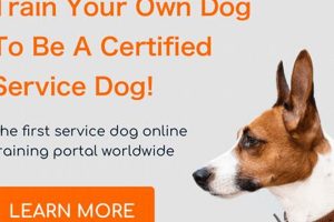 Find & Train Your Service Dog Online My Caring Dog – Tips, Stories, and Care Guides for Loving Pet Owners Find & Train Your Service Dog Online | My Caring Dog – Tips, Stories, and Care Guides for Loving Pet Owners