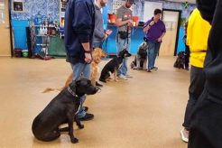 Top Dog Training Centers Near You | Best Local Trainers My Caring Dog – Tips, Stories, and Care Guides for Loving Pet Owners Top Dog Training Centers Near You | Best Local Trainers | My Caring Dog – Tips, Stories, and Care Guides for Loving Pet Owners