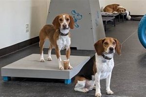 Ultimate Dog Care Guide: Seattle Edition My Caring Dog – Tips, Stories, and Care Guides for Loving Pet Owners Ultimate Dog Care Guide: Seattle Edition | My Caring Dog – Tips, Stories, and Care Guides for Loving Pet Owners