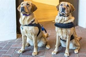 Heroic Rescue Service Dogs: Lifesavers in Action My Caring Dog – Tips, Stories, and Care Guides for Loving Pet Owners Heroic Rescue Service Dogs: Lifesavers in Action | My Caring Dog – Tips, Stories, and Care Guides for Loving Pet Owners