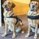 Heroic Rescue Service Dogs: Lifesavers in Action | My Caring Dog – Tips, Stories, and Care Guides for Loving Pet Owners