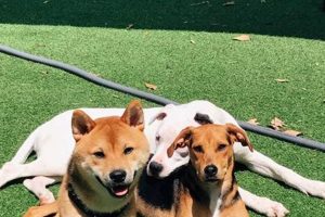 Top Dog Day Care in Boca Raton, FL My Caring Dog – Tips, Stories, and Care Guides for Loving Pet Owners Top Dog Day Care in Boca Raton, FL | My Caring Dog – Tips, Stories, and Care Guides for Loving Pet Owners