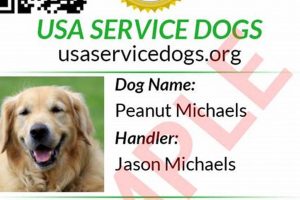Best USA Service Dogs: Top Breeds & Training My Caring Dog – Tips, Stories, and Care Guides for Loving Pet Owners Best USA Service Dogs: Top Breeds & Training | My Caring Dog – Tips, Stories, and Care Guides for Loving Pet Owners