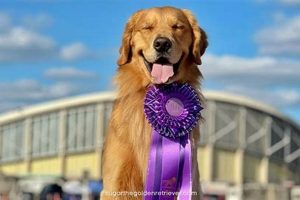 Top Car Dog Champions: Breed & Training Guide My Caring Dog – Tips, Stories, and Care Guides for Loving Pet Owners Top Car Dog Champions: Breed & Training Guide | My Caring Dog – Tips, Stories, and Care Guides for Loving Pet Owners