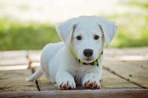 Best Dog Day Care in Clearwater, FL My Caring Dog – Tips, Stories, and Care Guides for Loving Pet Owners Best Dog Day Care in Clearwater, FL | My Caring Dog – Tips, Stories, and Care Guides for Loving Pet Owners