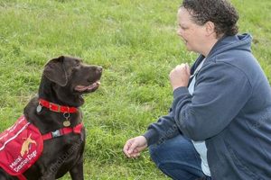 Diabetic Alert Dog Grants My Caring Dog – Tips, Stories, and Care Guides for Loving Pet Owners Diabetic Alert Dog Grants | My Caring Dog – Tips, Stories, and Care Guides for Loving Pet Owners
