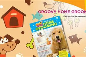 Top Groovy Dogs Pet Care Services & Tips My Caring Dog – Tips, Stories, and Care Guides for Loving Pet Owners Top Groovy Dogs Pet Care Services & Tips | My Caring Dog – Tips, Stories, and Care Guides for Loving Pet Owners