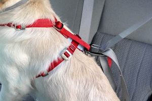 The Ultimate Guide: How to Fit Dog Car Harness Correctly My Caring Dog – Tips, Stories, and Care Guides for Loving Pet Owners The Ultimate Guide: How to Fit Dog Car Harness Correctly | My Caring Dog – Tips, Stories, and Care Guides for Loving Pet Owners