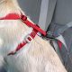 The Ultimate Guide: How to Fit Dog Car Harness Correctly | My Caring Dog – Tips, Stories, and Care Guides for Loving Pet Owners