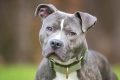 Top Blue Perros for Car Travel My Caring Dog – Tips, Stories, and Care Guides for Loving Pet Owners Top Blue Perros for Car Travel | My Caring Dog – Tips, Stories, and Care Guides for Loving Pet Owners