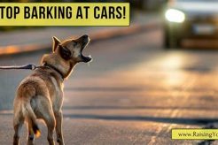 Stop Dog Car Chasing: Expert Training Guide My Caring Dog – Tips, Stories, and Care Guides for Loving Pet Owners Stop Dog Car Chasing: Expert Training Guide | My Caring Dog – Tips, Stories, and Care Guides for Loving Pet Owners