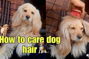 Ultimate Dog Hair Care Guide: Tips & Tricks My Caring Dog – Tips, Stories, and Care Guides for Loving Pet Owners Ultimate Dog Hair Care Guide: Tips & Tricks | My Caring Dog – Tips, Stories, and Care Guides for Loving Pet Owners