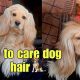 Ultimate Dog Hair Care Guide: Tips & Tricks | My Caring Dog – Tips, Stories, and Care Guides for Loving Pet Owners