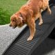 Best Car Ramps for Dogs: Safe & Easy Access | My Caring Dog – Tips, Stories, and Care Guides for Loving Pet Owners