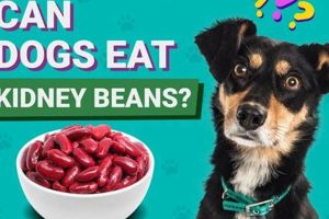 Can Healthy Dogs Eat Kidney Care Food My Caring Dog – Tips, Stories, and Care Guides for Loving Pet Owners Can Healthy Dogs Eat Kidney Care Food | My Caring Dog – Tips, Stories, and Care Guides for Loving Pet Owners