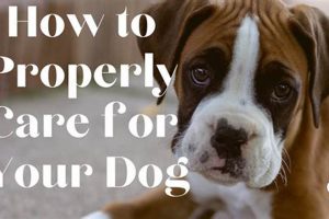Top Tips for Car Dogs: Safe Travels My Caring Dog – Tips, Stories, and Care Guides for Loving Pet Owners Top Tips for Car Dogs: Safe Travels | My Caring Dog – Tips, Stories, and Care Guides for Loving Pet Owners