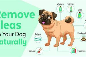 Ultimate Guide: Dog Flea Care & Treatment My Caring Dog – Tips, Stories, and Care Guides for Loving Pet Owners Ultimate Guide: Dog Flea Care & Treatment | My Caring Dog – Tips, Stories, and Care Guides for Loving Pet Owners
