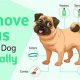 Ultimate Guide: Dog Flea Care & Treatment | My Caring Dog – Tips, Stories, and Care Guides for Loving Pet Owners
