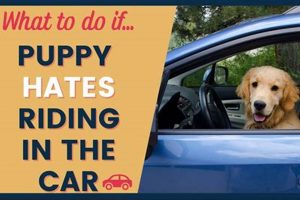 Safe & Stress-Free Dog Car Training Guide My Caring Dog – Tips, Stories, and Care Guides for Loving Pet Owners Safe & Stress-Free Dog Car Training Guide | My Caring Dog – Tips, Stories, and Care Guides for Loving Pet Owners