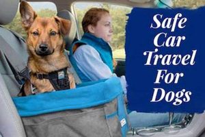 Safe Car Travel For Dogs My Caring Dog – Tips, Stories, and Care Guides for Loving Pet Owners Safe Car Travel For Dogs | My Caring Dog – Tips, Stories, and Care Guides for Loving Pet Owners