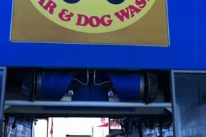 Best Robina Car & Dog Wash | Top Services My Caring Dog – Tips, Stories, and Care Guides for Loving Pet Owners Best Robina Car & Dog Wash | Top Services | My Caring Dog – Tips, Stories, and Care Guides for Loving Pet Owners