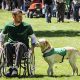 Best Dog Training for Disabled: Guide & Tips | My Caring Dog – Tips, Stories, and Care Guides for Loving Pet Owners