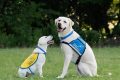 Top Canine Companions Careers & Jobs My Caring Dog – Tips, Stories, and Care Guides for Loving Pet Owners Top Canine Companions Careers & Jobs | My Caring Dog – Tips, Stories, and Care Guides for Loving Pet Owners