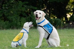 Top Canine Companions Careers & Jobs My Caring Dog – Tips, Stories, and Care Guides for Loving Pet Owners Top Canine Companions Careers & Jobs | My Caring Dog – Tips, Stories, and Care Guides for Loving Pet Owners