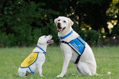 Top Canine Companions Careers & Jobs My Caring Dog – Tips, Stories, and Care Guides for Loving Pet Owners Top Canine Companions Careers & Jobs | My Caring Dog – Tips, Stories, and Care Guides for Loving Pet Owners