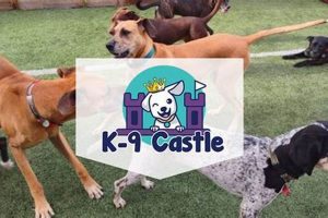 Best Dog Day Care in Lakewood CO: Top Picks My Caring Dog – Tips, Stories, and Care Guides for Loving Pet Owners Best Dog Day Care in Lakewood CO: Top Picks | My Caring Dog – Tips, Stories, and Care Guides for Loving Pet Owners