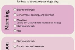 The Ultimate Dog Day Care Routine Guide My Caring Dog – Tips, Stories, and Care Guides for Loving Pet Owners The Ultimate Dog Day Care Routine Guide | My Caring Dog – Tips, Stories, and Care Guides for Loving Pet Owners