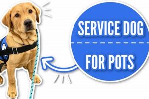 Find Service Dogs for POTS Near You Today My Caring Dog – Tips, Stories, and Care Guides for Loving Pet Owners Find Service Dogs for POTS Near You Today | My Caring Dog – Tips, Stories, and Care Guides for Loving Pet Owners