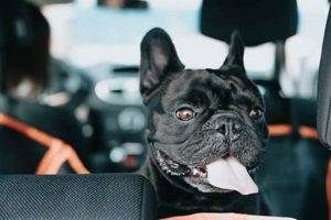 Why Is My Dog Panting & Shaking In the Car? My Caring Dog – Tips, Stories, and Care Guides for Loving Pet Owners Why Is My Dog Panting & Shaking In the Car? | My Caring Dog – Tips, Stories, and Care Guides for Loving Pet Owners