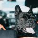 Why Is My Dog Panting & Shaking In the Car? | My Caring Dog – Tips, Stories, and Care Guides for Loving Pet Owners