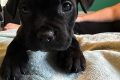 Adopt Free Puppies in Medford, Oregon Today! My Caring Dog – Tips, Stories, and Care Guides for Loving Pet Owners Adopt Free Puppies in Medford, Oregon Today! | My Caring Dog – Tips, Stories, and Care Guides for Loving Pet Owners