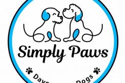 Best Paws Dog Day Care | Safe & Fun My Caring Dog – Tips, Stories, and Care Guides for Loving Pet Owners Best Paws Dog Day Care | Safe & Fun | My Caring Dog – Tips, Stories, and Care Guides for Loving Pet Owners