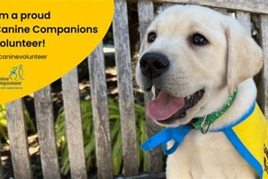 Become a Canine Companions Volunteer Hub Hero My Caring Dog – Tips, Stories, and Care Guides for Loving Pet Owners Become a Canine Companions Volunteer Hub Hero | My Caring Dog – Tips, Stories, and Care Guides for Loving Pet Owners