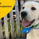 Become a Canine Companions Volunteer Hub Hero | My Caring Dog – Tips, Stories, and Care Guides for Loving Pet Owners
