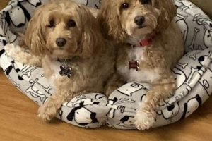 Find Loving Homes: Dog Care Adoptions My Caring Dog – Tips, Stories, and Care Guides for Loving Pet Owners Find Loving Homes: Dog Care Adoptions | My Caring Dog – Tips, Stories, and Care Guides for Loving Pet Owners