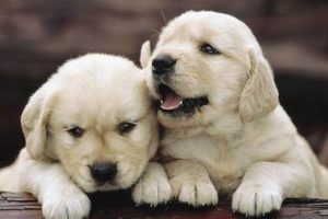 My Doggies Dog: The Ultimate Car Companion My Caring Dog – Tips, Stories, and Care Guides for Loving Pet Owners My Doggies Dog: The Ultimate Car Companion | My Caring Dog – Tips, Stories, and Care Guides for Loving Pet Owners