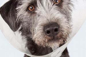 Best Urgent Care for Your Dog: Find Fast Relief My Caring Dog – Tips, Stories, and Care Guides for Loving Pet Owners Best Urgent Care for Your Dog: Find Fast Relief | My Caring Dog – Tips, Stories, and Care Guides for Loving Pet Owners
