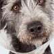 Best Urgent Care for Your Dog: Find Fast Relief | My Caring Dog – Tips, Stories, and Care Guides for Loving Pet Owners