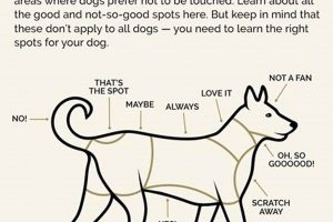 The Ultimate Guide: How to Pet a Dog Properly & Safely My Caring Dog – Tips, Stories, and Care Guides for Loving Pet Owners The Ultimate Guide: How to Pet a Dog Properly & Safely | My Caring Dog – Tips, Stories, and Care Guides for Loving Pet Owners