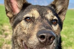 Oregon's Golden Bond Rescue: Adopt a Golden My Caring Dog – Tips, Stories, and Care Guides for Loving Pet Owners Oregon's Golden Bond Rescue: Adopt a Golden | My Caring Dog – Tips, Stories, and Care Guides for Loving Pet Owners