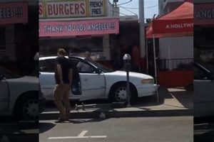 Crazy Hot Dog Car Crash Videos! My Caring Dog – Tips, Stories, and Care Guides for Loving Pet Owners Crazy Hot Dog Car Crash Videos! | My Caring Dog – Tips, Stories, and Care Guides for Loving Pet Owners