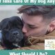 Can't Take Care Of My Dog Anymore | My Caring Dog – Tips, Stories, and Care Guides for Loving Pet Owners