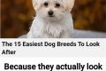 Top 10 Easy-to-Look-After Dog Breeds for Busy Owners My Caring Dog – Tips, Stories, and Care Guides for Loving Pet Owners Top 10 Easy-to-Look-After Dog Breeds for Busy Owners | My Caring Dog – Tips, Stories, and Care Guides for Loving Pet Owners