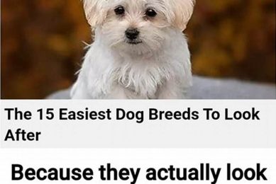 Top 10 Easy-to-Look-After Dog Breeds for Busy Owners My Caring Dog – Tips, Stories, and Care Guides for Loving Pet Owners Top 10 Easy-to-Look-After Dog Breeds for Busy Owners | My Caring Dog – Tips, Stories, and Care Guides for Loving Pet Owners