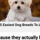 Top 10 Easy-to-Look-After Dog Breeds for Busy Owners | My Caring Dog – Tips, Stories, and Care Guides for Loving Pet Owners