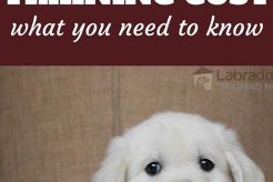 Affordable Service Dog Training Costs Near You My Caring Dog – Tips, Stories, and Care Guides for Loving Pet Owners Affordable Service Dog Training Costs Near You | My Caring Dog – Tips, Stories, and Care Guides for Loving Pet Owners